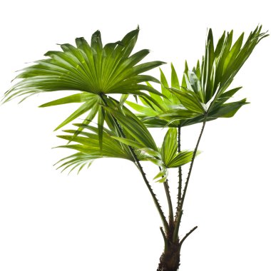 Border of green palm leaves (Livistona Rotundifolia palm tree) isolated