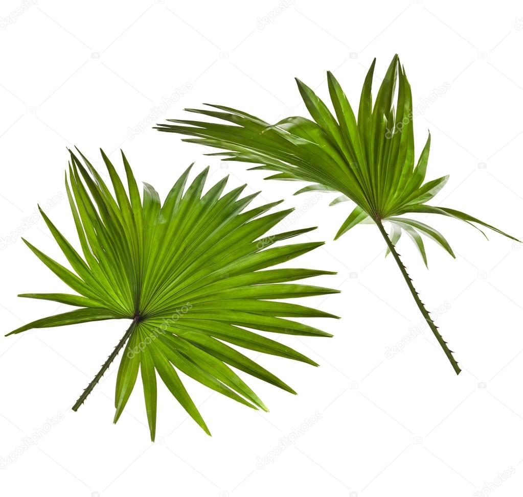 Green Palm Leaves Livistona Rotundifolia Palm Tree Isolated On White Background Stock Photo Image By C Madllen