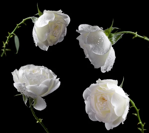 Beautiful white roses on a black background — Stock Image Beautiful white roses on a black background Stock Image