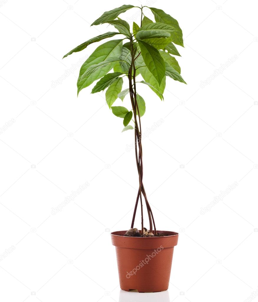 My Image 4