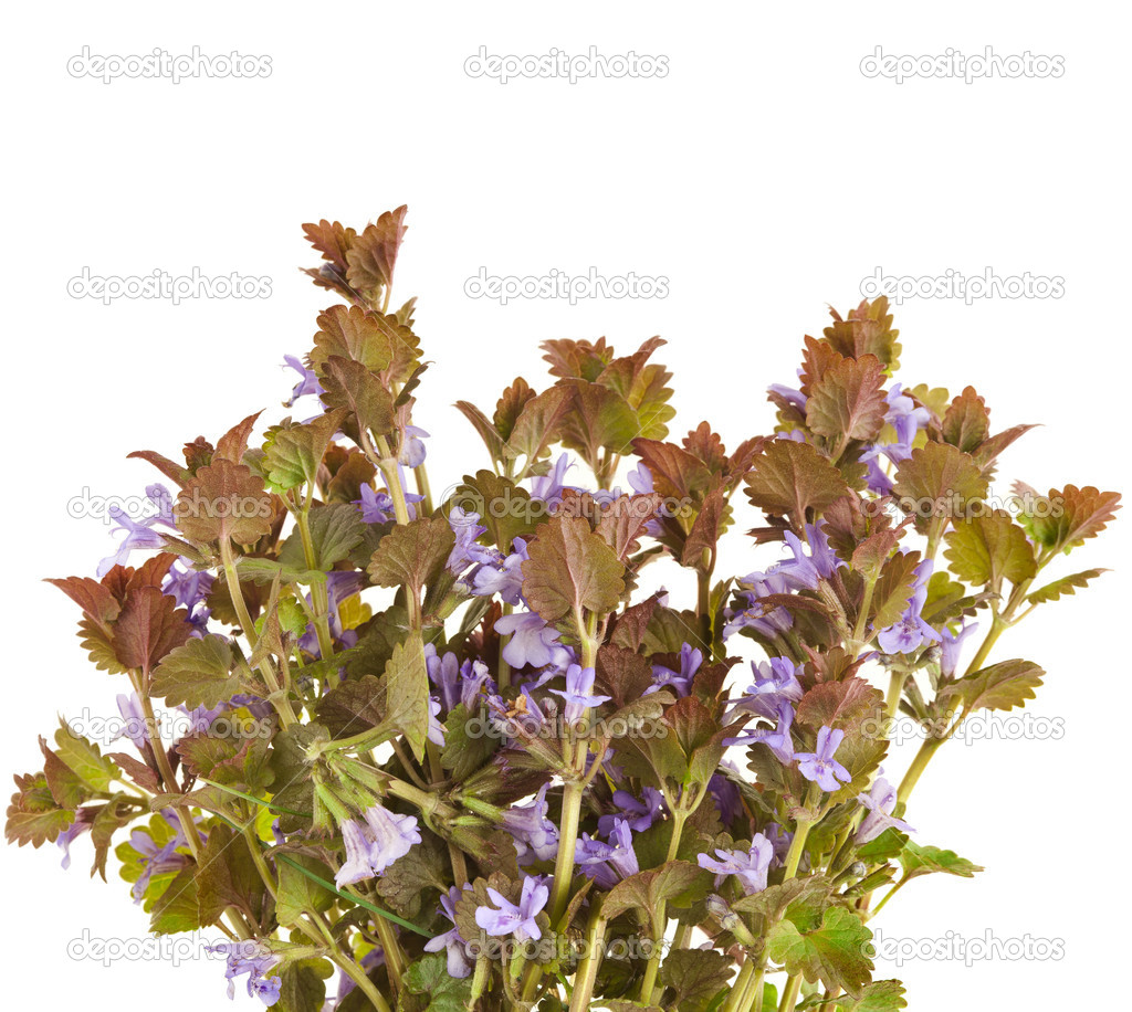 Creeping Charlie Purple Flowers Best Flower Site