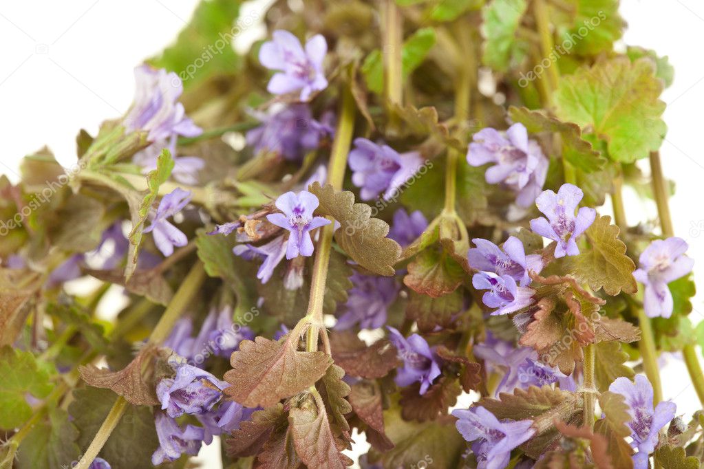 Does Creeping Charlie Have Purple Flowers Best Flower Site