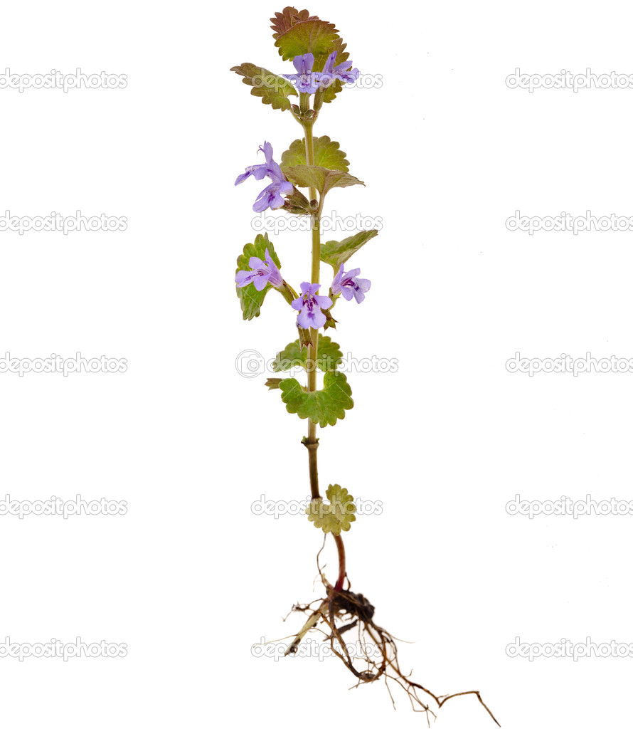 Creeping Charlie Purple Flowers Best Flower Site