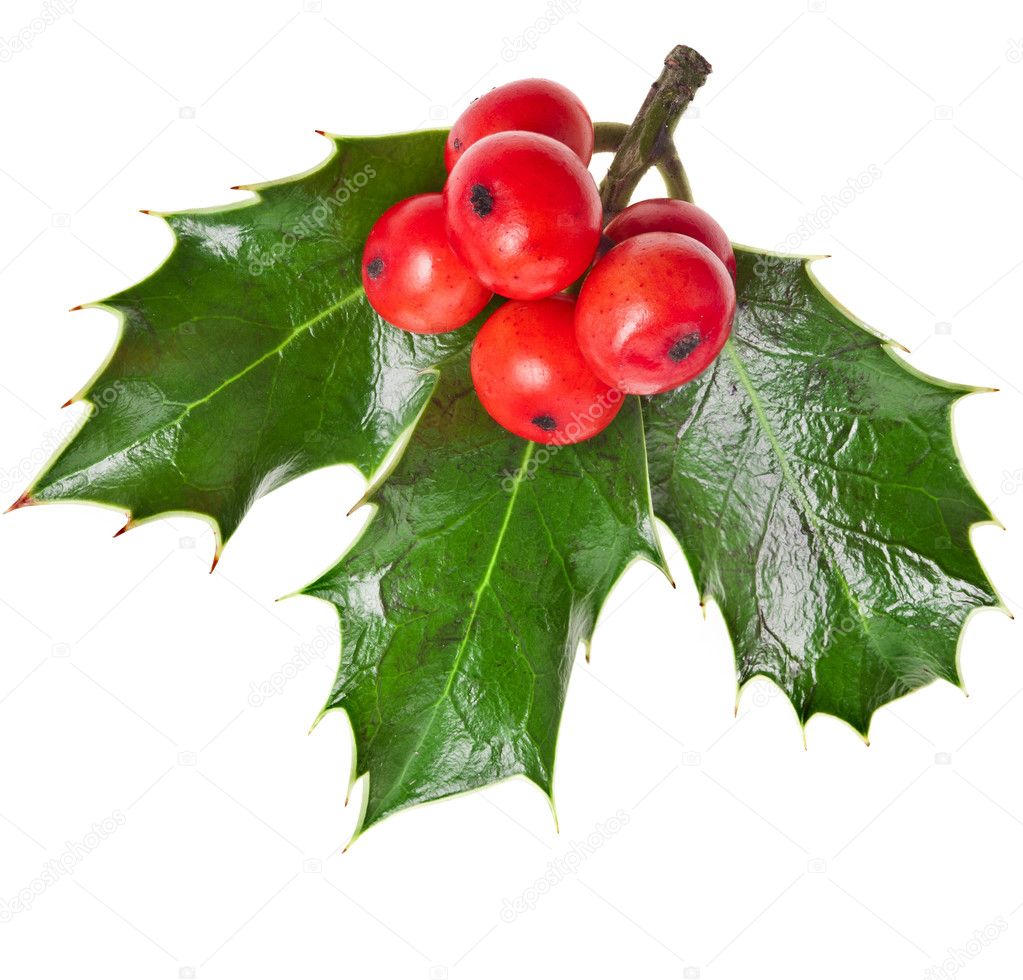 Weihnachten Stechpalme ilex isoliert auf weißem