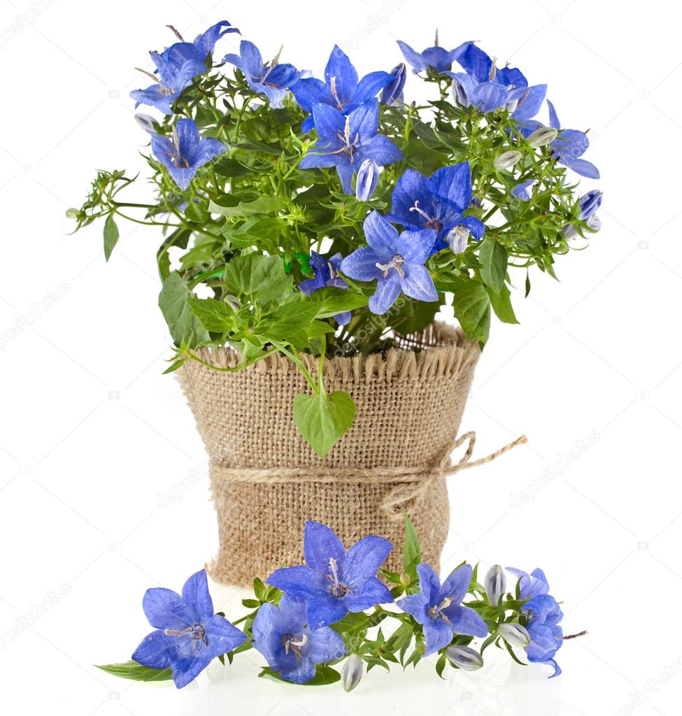 カンパニュラ写真素材 ロイヤリティフリーカンパニュラ画像 Depositphotos