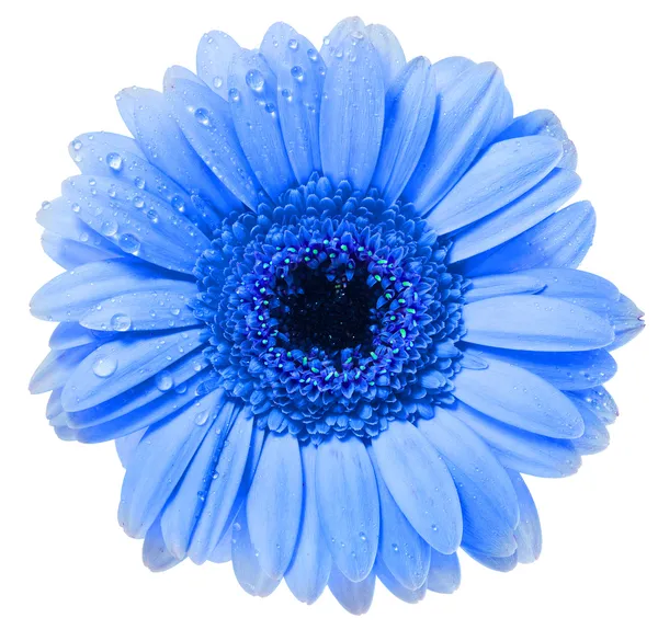 Gerbera daisies Stock Photos, Royalty Free Gerbera daisies Images