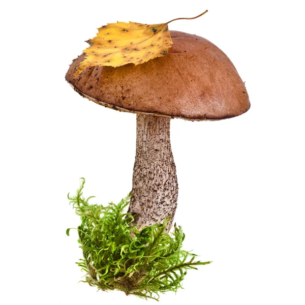 Boletus mushroom in a green moss isolated on white background — Stock Image Boletus mushroom in a green moss isolated on white background Stock Photo