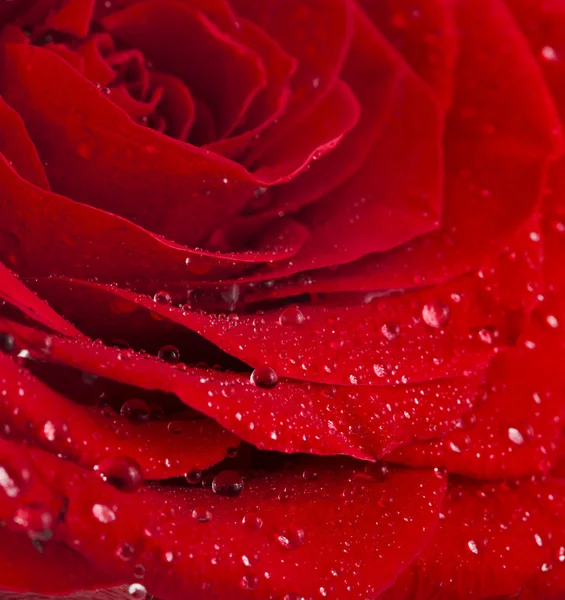 One single red rose bud close up macro shot