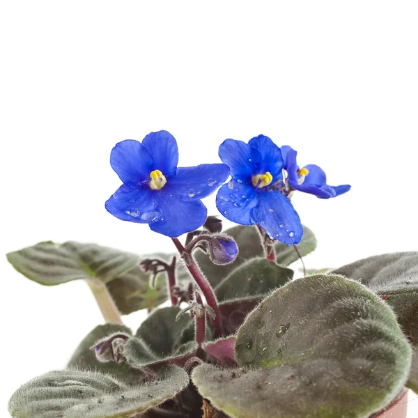 18,702 Violet house Pictures, Violet house Stock Photos & Images