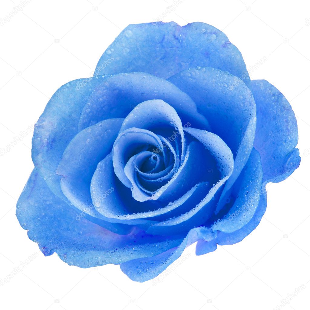 Stockfotos Schone Nasse Blaue Rose Bilder Stockfotografie Schone Nasse Blaue Rose Lizenzfreie Fotos Depositphotos