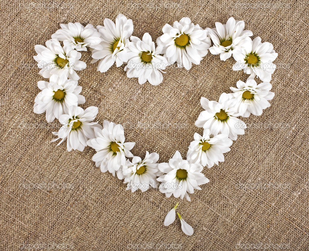 Flowers daisy shape heart on a canvas background — Stock Photo
