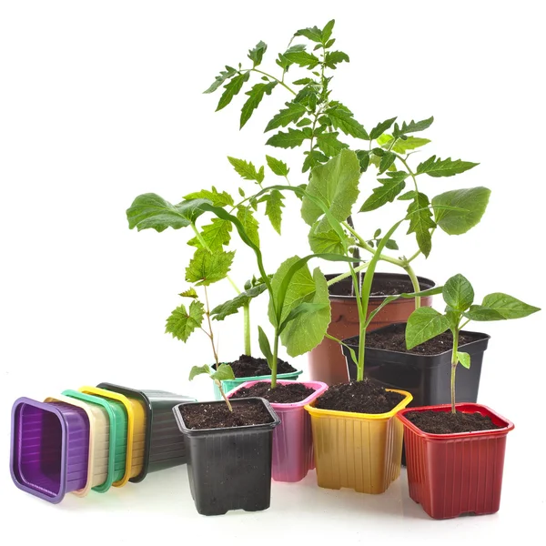 Young Seedlings Sprouts and colored pots — Stock Image Young Seedlings Sprouts and colored pots Royalty Free Stock Photos