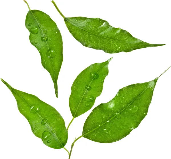 Green leaf of ficus tree with water drops close up isolated on white background — Stock Image Green leaf of ficus tree with water drops close up isolated on white background Royalty Free Stock Images