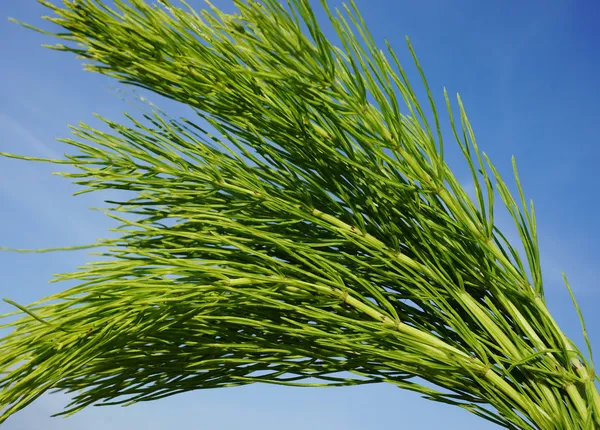 Horsetail (Equisetum) healing plant bunch on blue sky in a sunny summer day — Stock Image Horsetail (Equisetum) healing plant bunch on blue sky in a sunny summer day Stock Photo