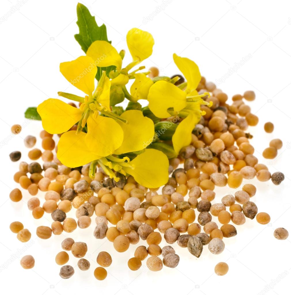 Mustard seeds heap and mustard flower isolated on white background