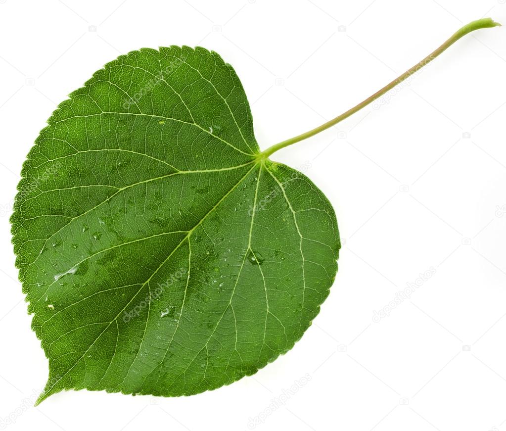 Resultado de imagen de hoja verde