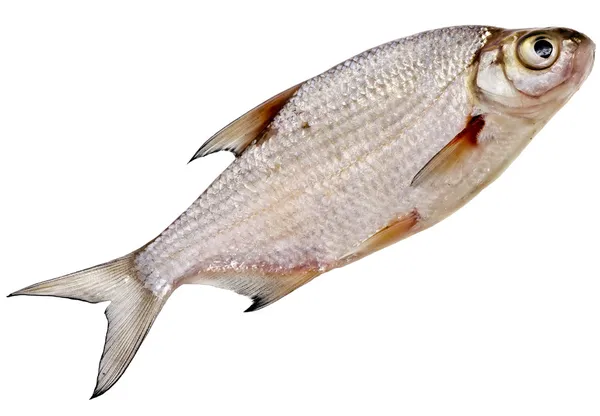 Fresh bream fish isolated on a white background — Stock Image Fresh bream fish isolated on a white background Stock Image