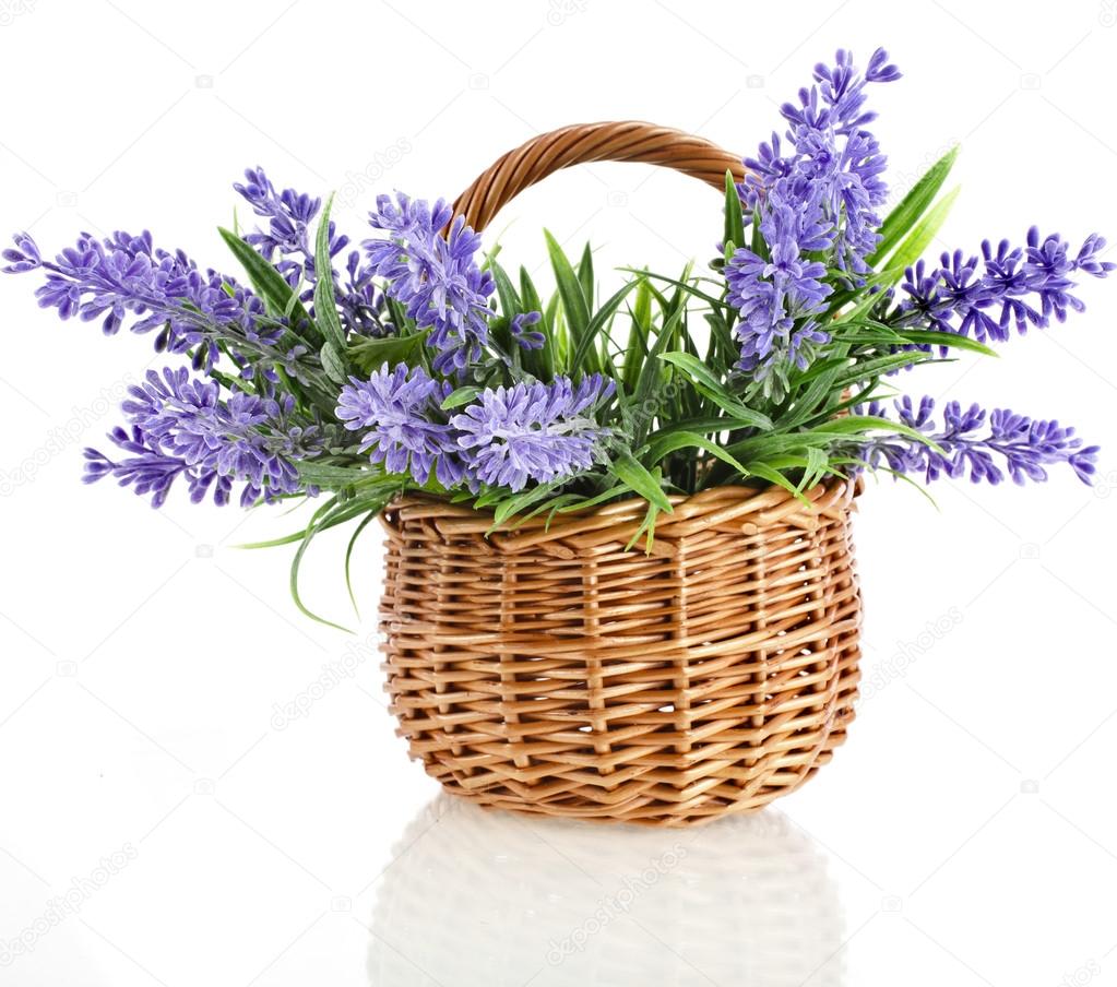 Wicker basket with lavender flowers plant bouquet isolated on white