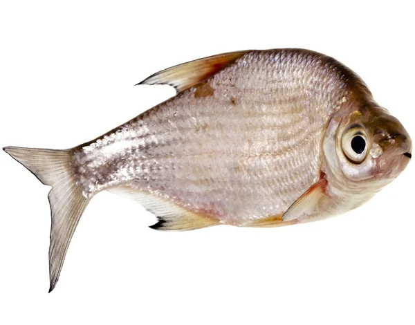 One Fresh bream fish close up isolated on a white background — Stock Image One Fresh bream fish close up isolated on a white background Stock Picture