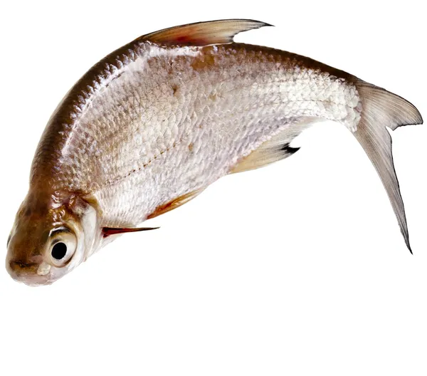 One Fresh bream fish isolated on a white background — Stock Image One Fresh bream fish isolated on a white background Royalty Free Stock Photos