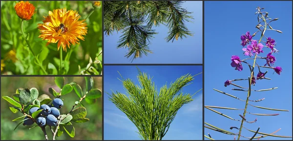 Healing drug plants herbs on blue sky — Stock Image Healing drug plants herbs on blue sky Royalty Free Stock Photos
