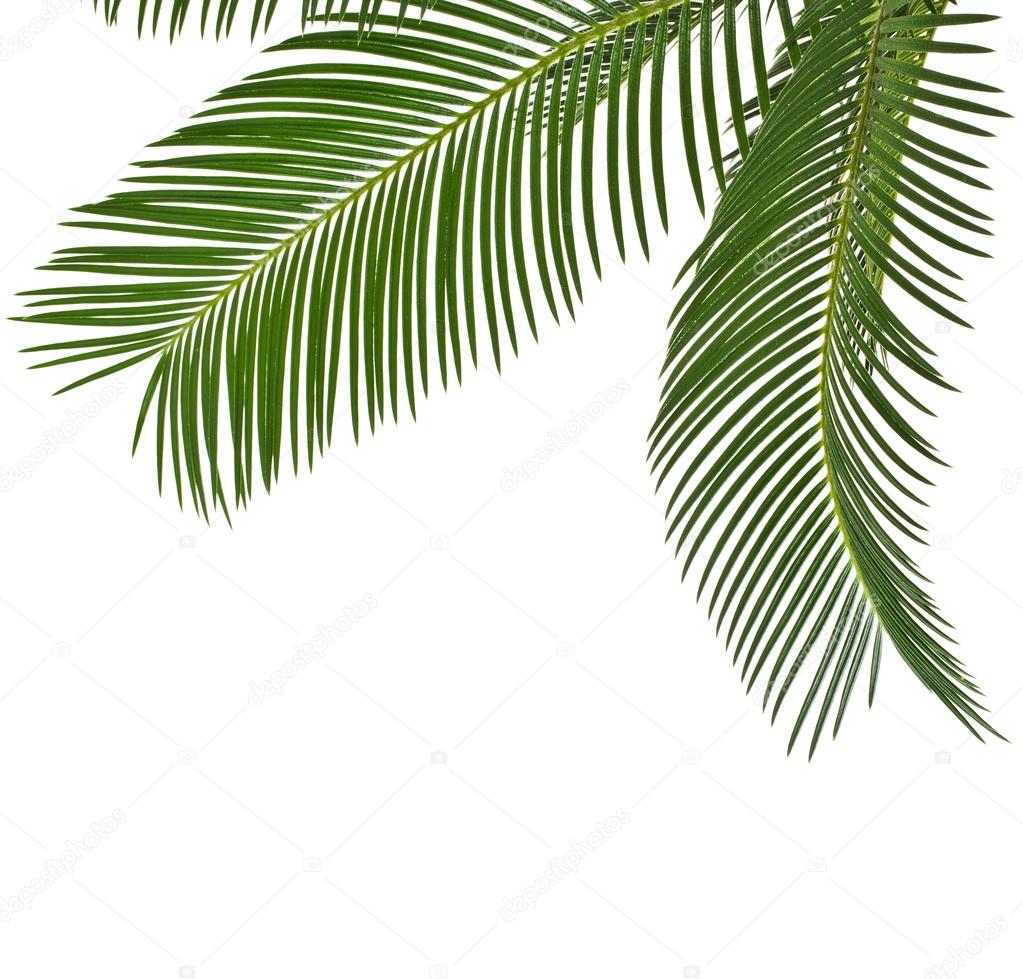 Corner Border Of Palm Leaves Close Up With Copy Space Isolated On White Background Stock Photo Image By C Madllen Corner Border Of Palm Leaves Close Up With Copy Space Isolated On White Background Stock Photo Image By C Madllen