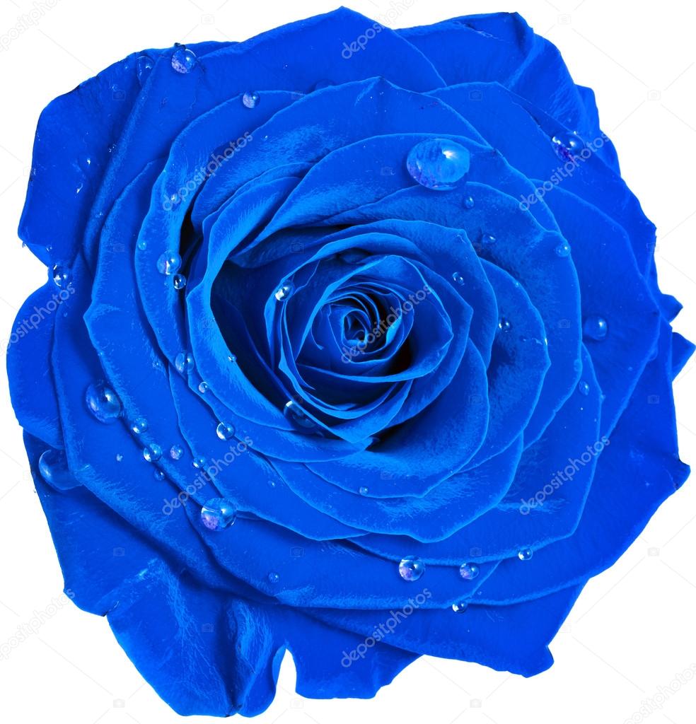 Schone Blaue Rose Kopf Mit Wassertropfen Nahaufnahme Isoliert Auf Weissem Hintergrund Stockfotografie Lizenzfreie Fotos C Madllen 31700657 Depositphotos