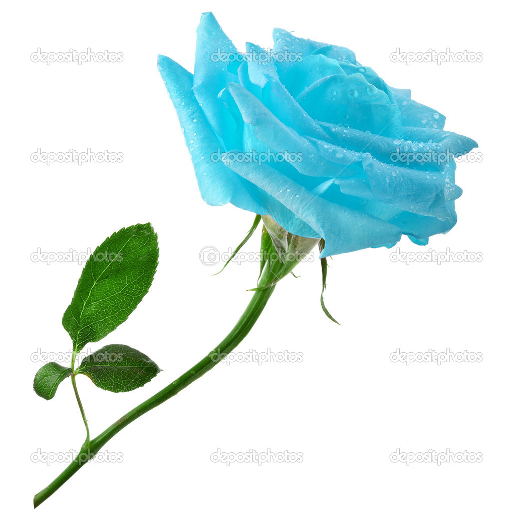 Beautiful Blue Rose With Water Drops Surface Close Up Isolated On White Background Stock Photo Image By C Madllen