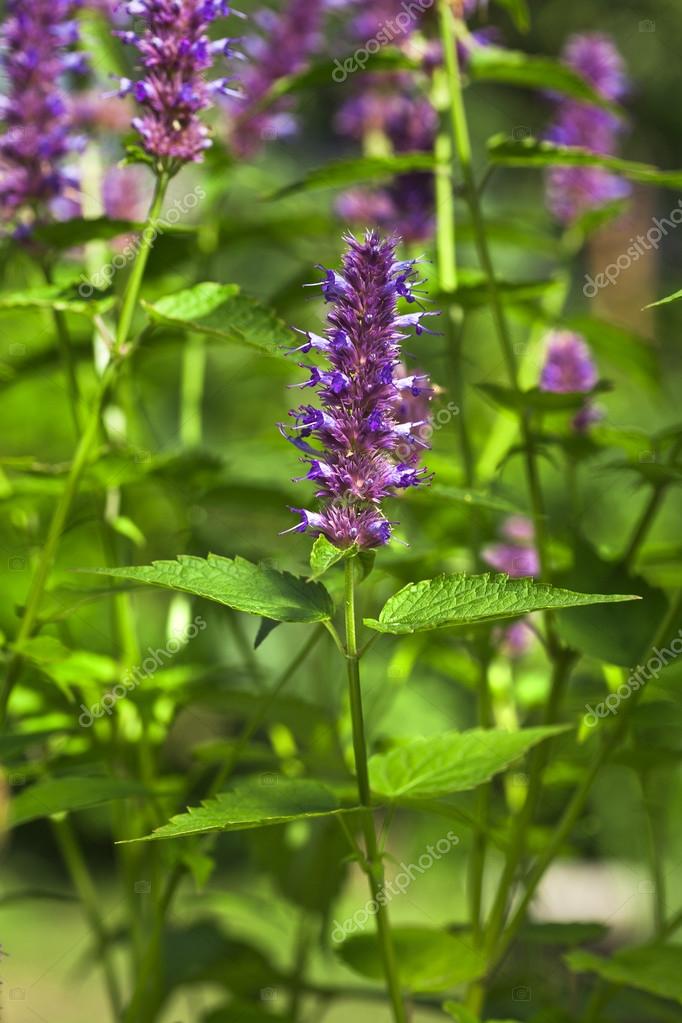 Peppermint plant flower in sunlight day — Stock Photo © Madllen 31700915