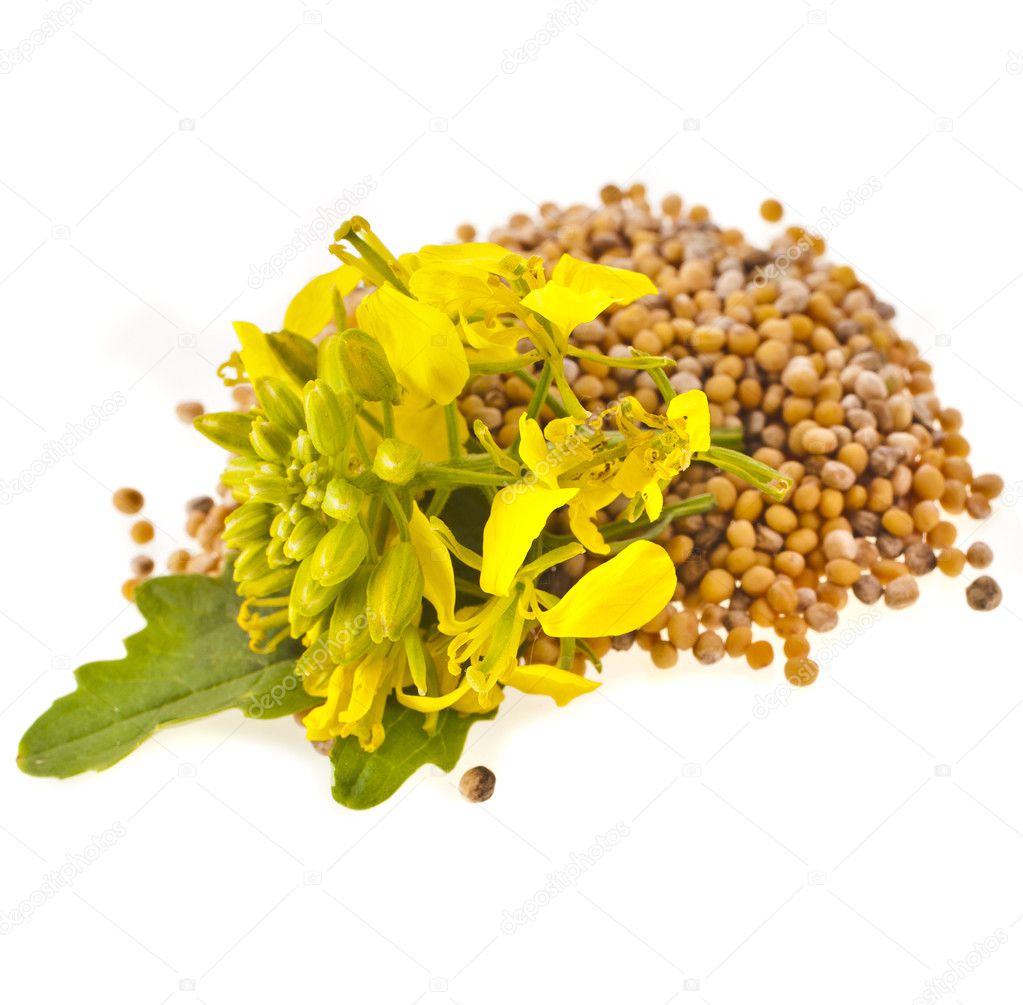 Mustard seeds heap and mustard flower — Stock Photo © Madllen 32758145