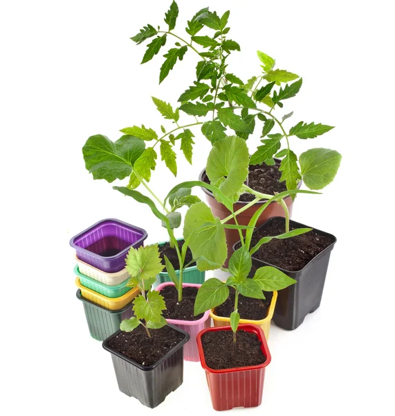 Young Seedlings Sprouts and colored pots — Stock Image Young Seedlings Sprouts and colored pots Stock Image