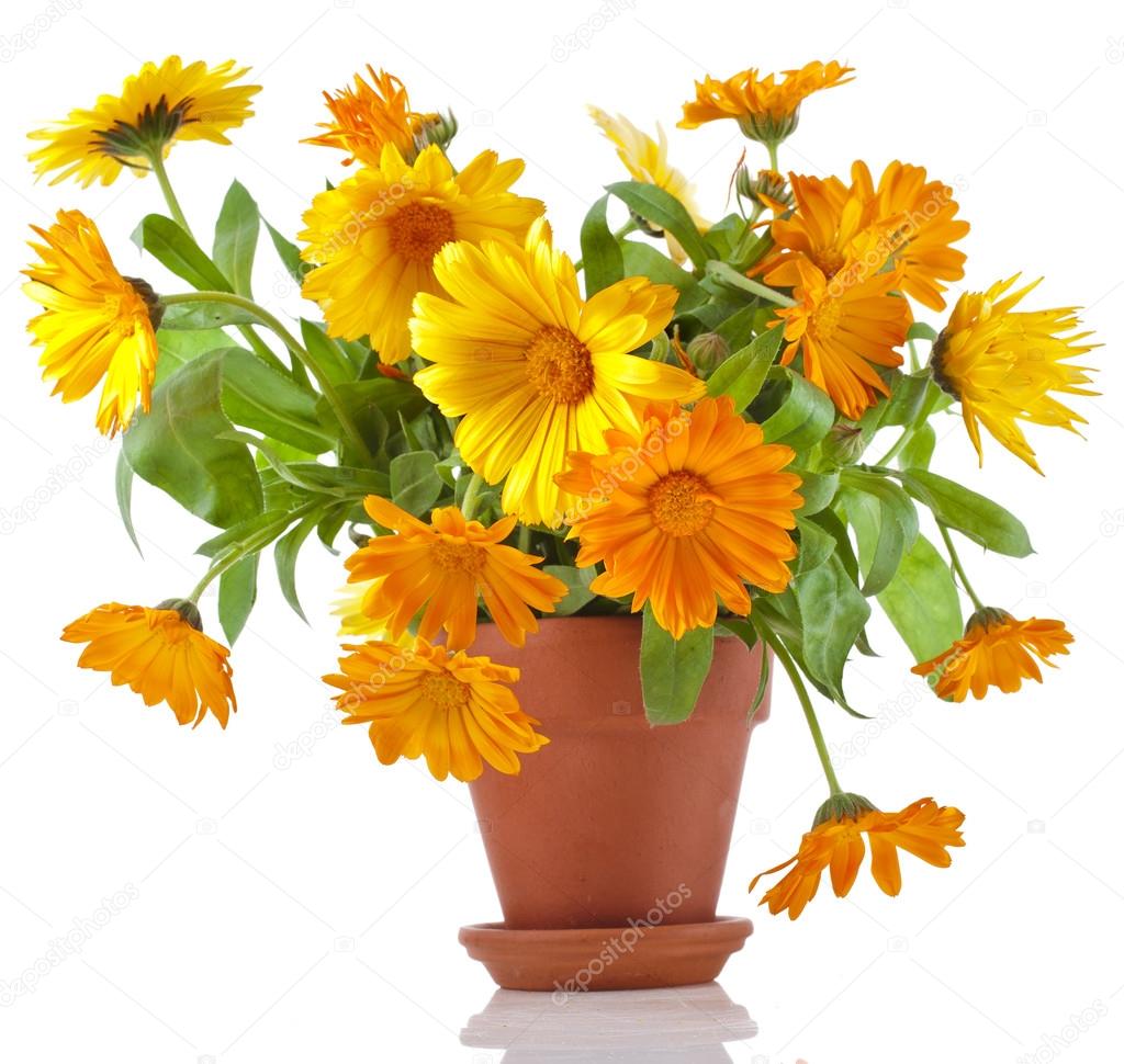 affordable beau bouquet de fleurs calendula officinalis en pot de fleurs en cramique u photo with photos de beaux bouquets de fleurs