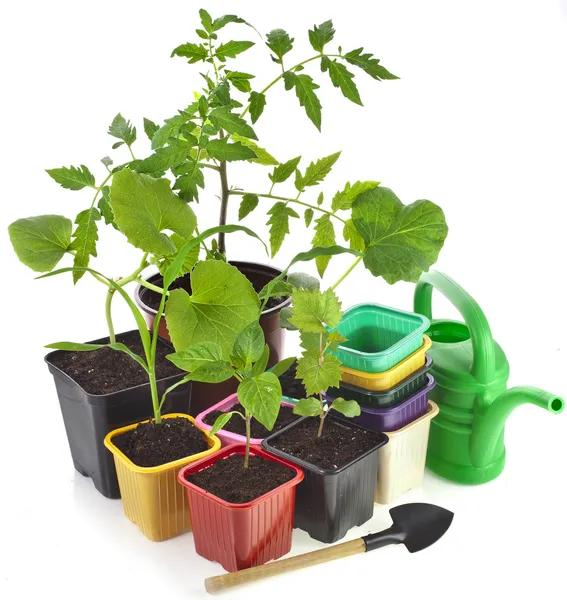 Young seedlings sprouts and colored pots isolated on white background — Stock Image Young seedlings sprouts and colored pots isolated on white background Royalty Free Stock Photos
