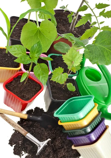Young seedlings sprouts and colored pots isolated on white background — Stock Image Young seedlings sprouts and colored pots isolated on white background Royalty Free Stock Images