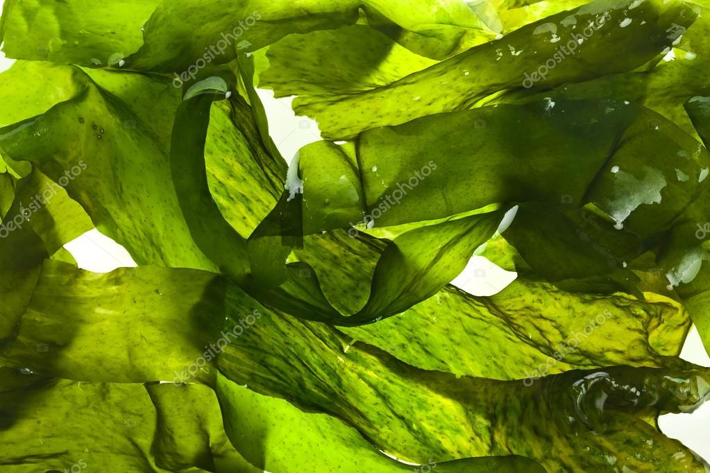 alga #hashtag