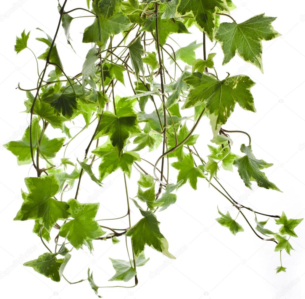 Green ivy plant Hedera helix close up isolated on white background — Stock Photo © Madllen 36635125