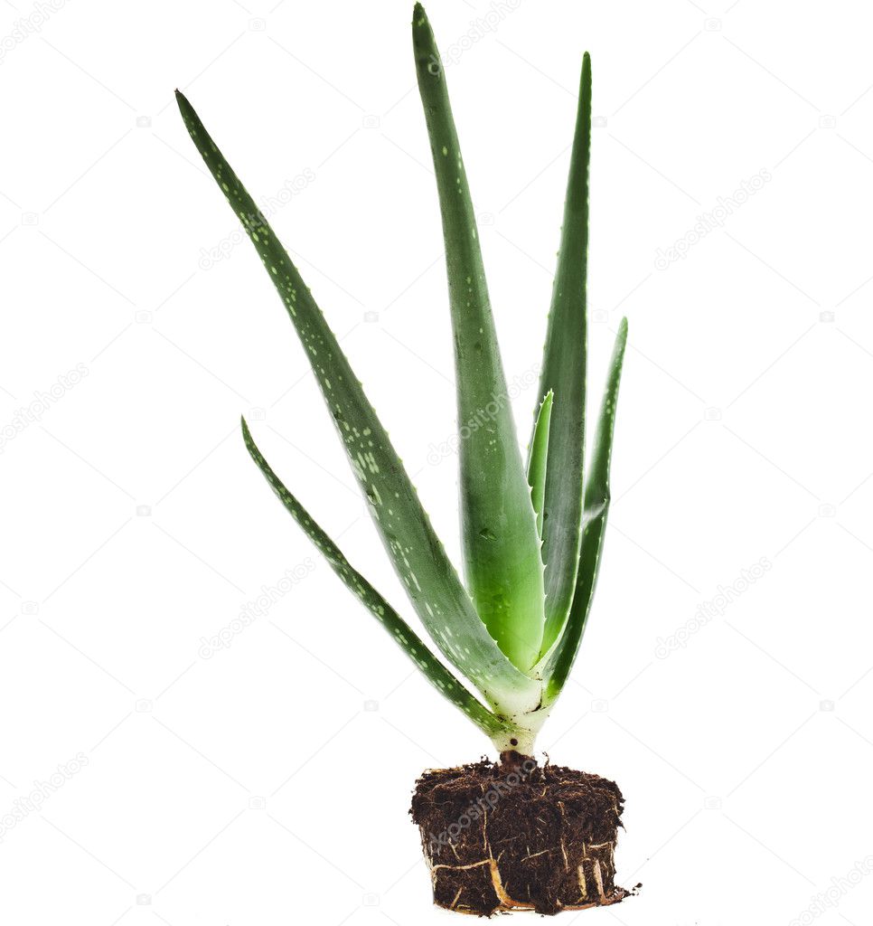 jord till aloe vera