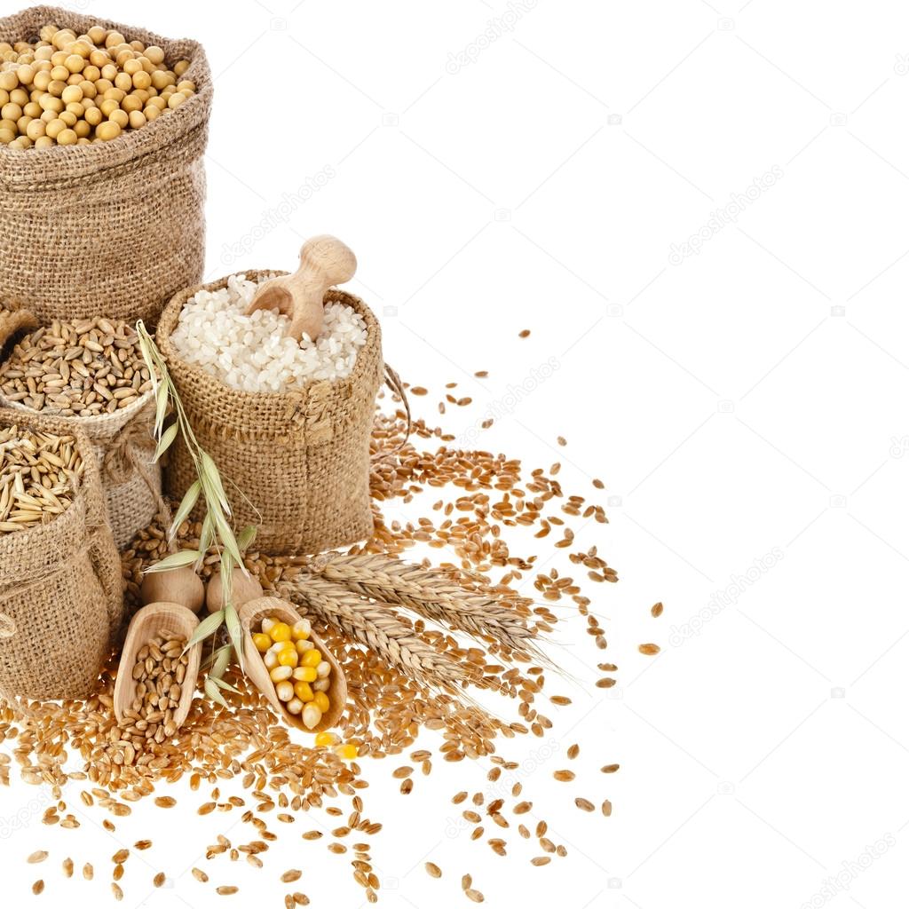 Border frame of Corn kernel seed meal and grains in bags isolated on a
