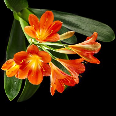 Orange color flowers of lily clivia