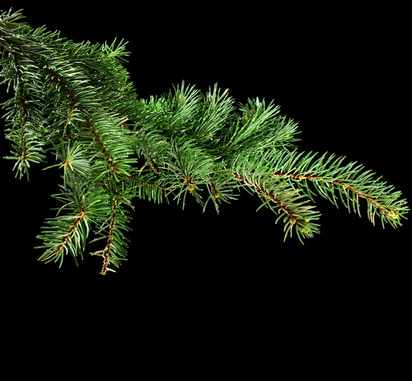 Fresh green fir branch