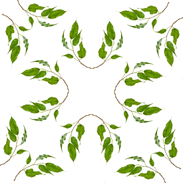 Abstract Frame Pattern of green leaves of ficus tree — Stock Image Abstract Frame Pattern of green leaves of ficus tree Stock Photo