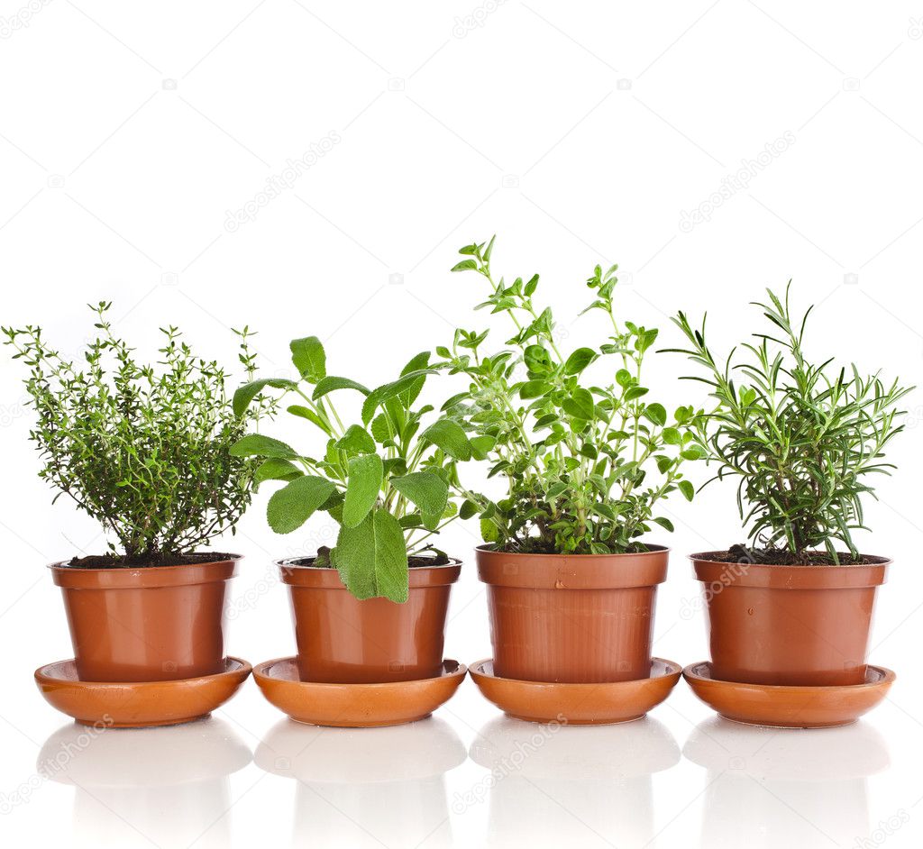 Collection of aromatic herbs — Stock Photo © Madllen 44482223