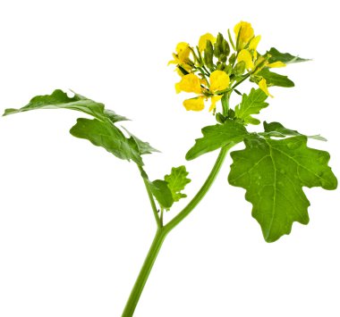 Yellow mustard plant flowering