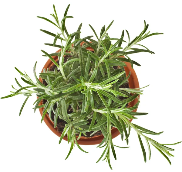 Rosemary isolated Stock Photos, Royalty Free Rosemary isolated Images Depositphotos®