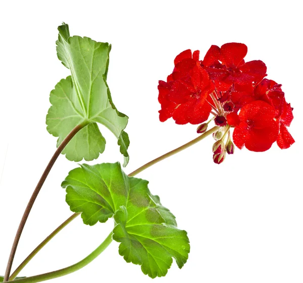 Geranium flower Stock Photos, Royalty Free Geranium flower Images