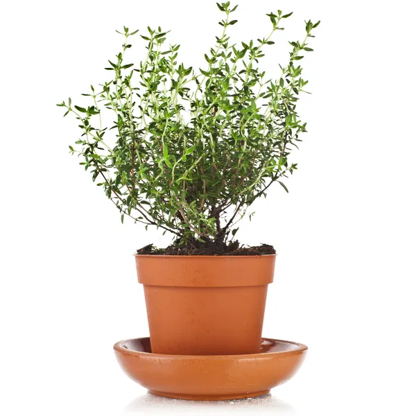 Fresh green thyme twigs, isolated — Stock Photo © MrHamster 4934017