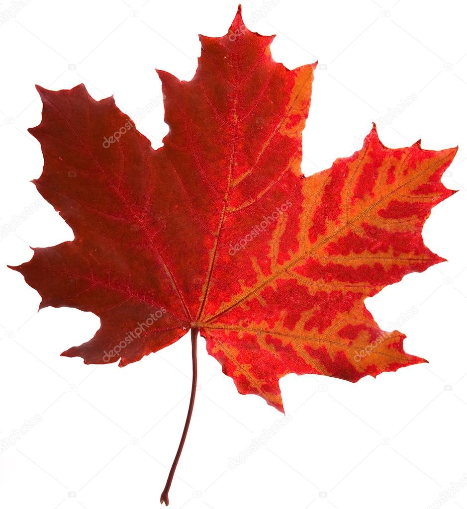 autumn leaf red autumn leaf red