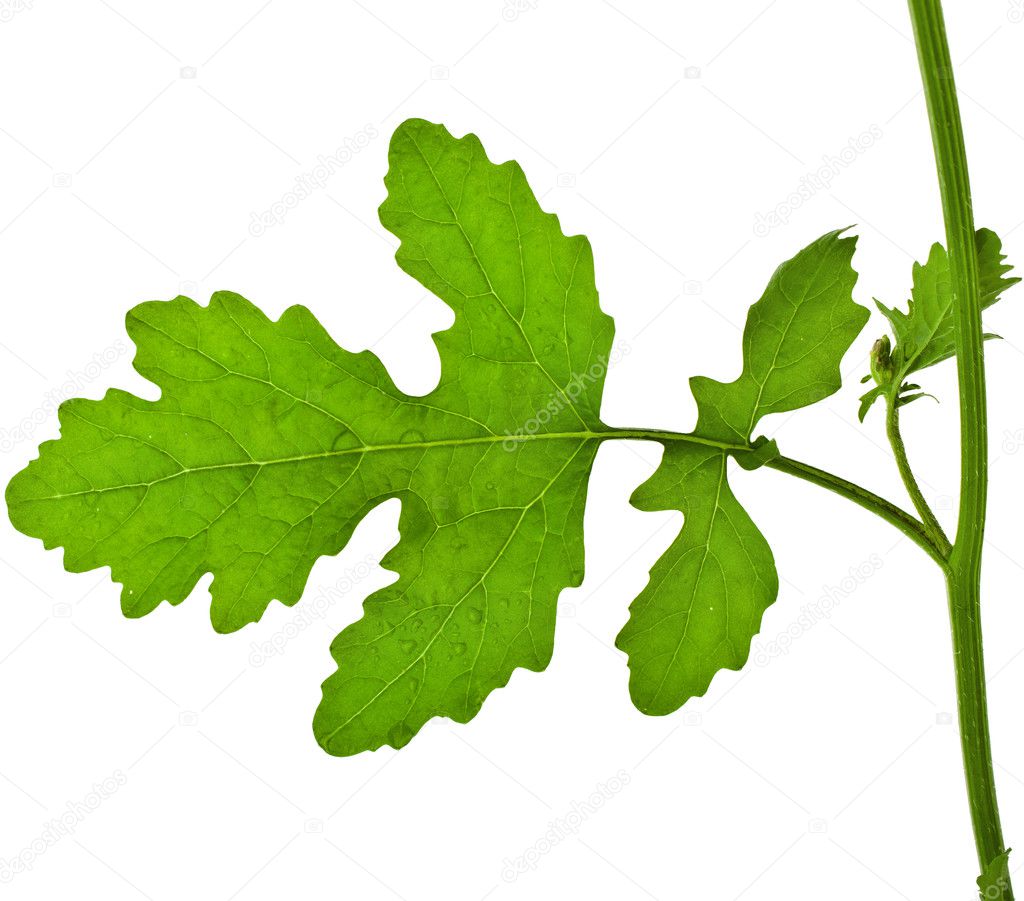 One Leaf of Mustard plant Stock Photo by ©Madllen 48502921