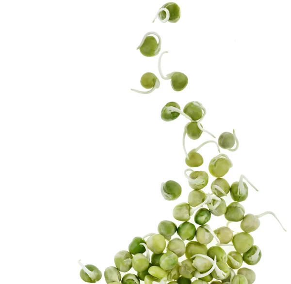 Pea seeds with sprouts close up — Stock Image Pea seeds with sprouts close up Stock Photo