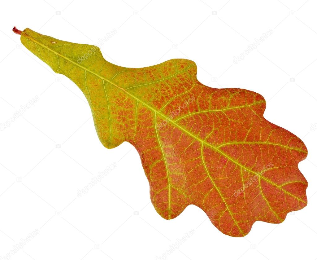 one autumn oak leaf